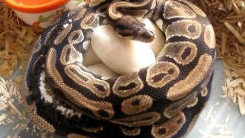 Ball Python Clutch