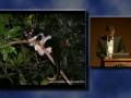 Will the Rainforest Survive? New Threats and Realities in the Tropical Extinction Crisis Part 2