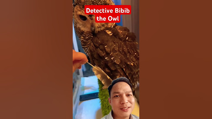 Detective Bibib the Owl #owl #cute #animals