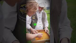 Blütenpollen Ernten