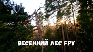 Магия весеннего леса / Spring forest FPV cinematic