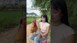 The Big Rooster Threw Herself Into My Arms And Begged For A Hug