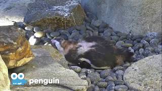 Zoo Cam - Penguin Cam Episode 4 @SanDiegoZooKidsTV