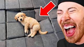 Funniest Animals On The Internet!