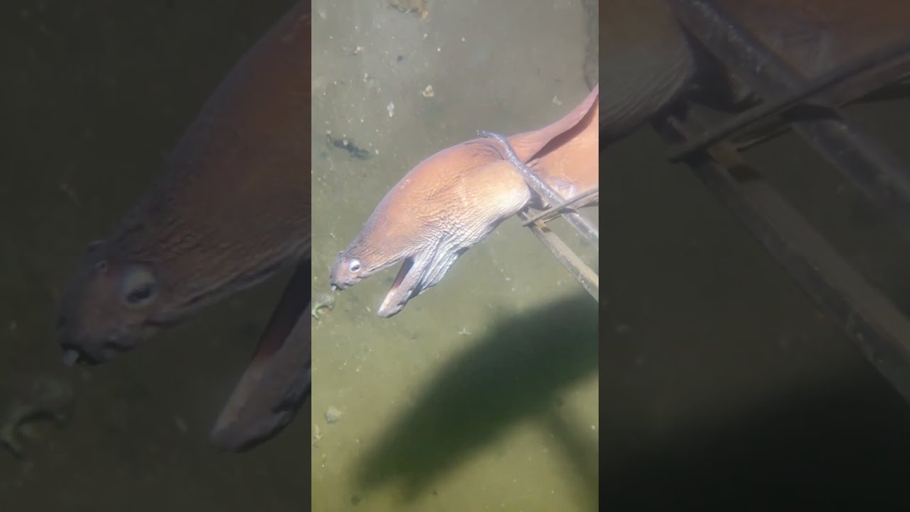I Caught A Very Fast Running Ee Undersea Diving Fishing Eel Fish Sea Crab