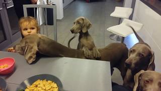 Weims and a baby