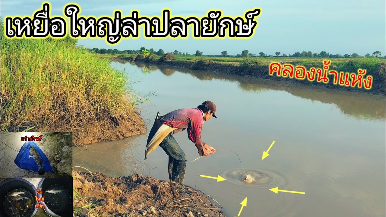 ได้ผลเกินคาด!!ปักเบ็ดหมายคลองช่วงน้ำแห้งด้วยเหยื่อลูกปลากระดี่โดนแต่ละ ...