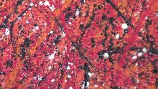 RSaccoOilonCanvas: Square Splatter