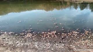 Lac noir Akfadou Algérie