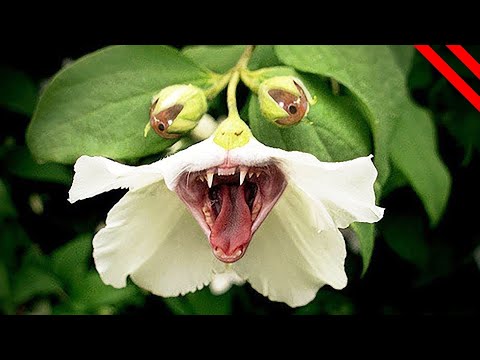 Video: Información de la flor de Sarracenia - ¿Está floreciendo su planta de jarra?