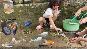 Chip pi bắt con cá vàng ở mương nước , cá ba đuôi , con cua , con ốc , con tôm , con cá molly , cá