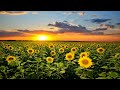 Relaxing Music for Stress Relief, Healing Therapy, Calm Music, Sleep, Spa