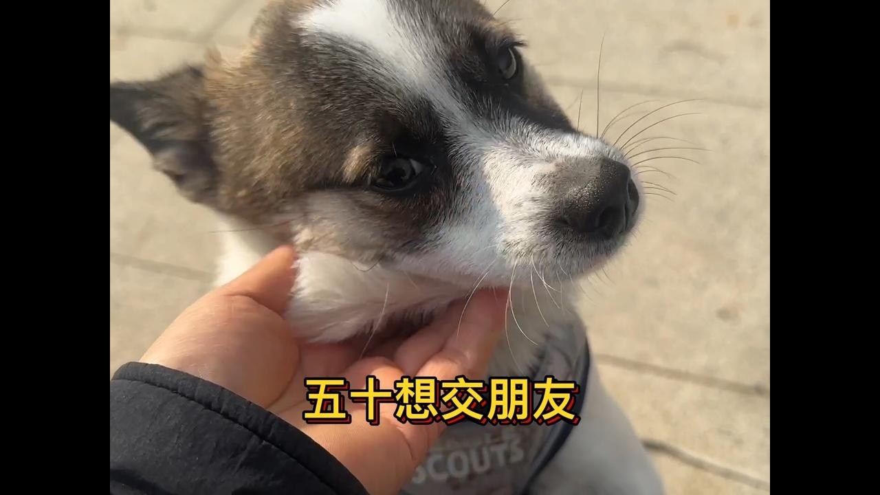 收养的小流浪狗想认识新朋友，虽然胆子小，但仍愿意尝试