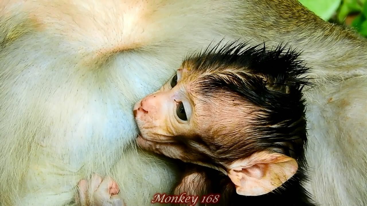 COCo much Love Baby monkey Copper | Copper hungry milk look like Weakness | M#54,monkey 168,