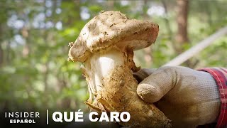Por Qué Los Hongos Matsutake Son Tan Caros Qué Caro