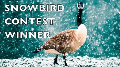 SNOWBIRD CONTEST WINNER