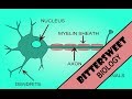 Action Potential Explained The Neuron