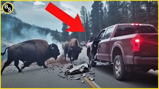 Scariest Animal Encounters Caught on Camera!