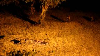 Sound of hyenas at night in the Masai Mara