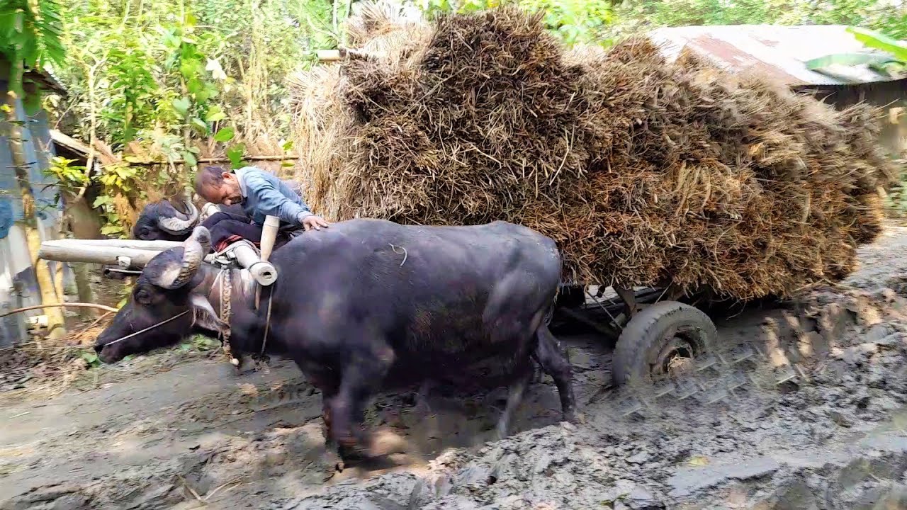 Buffalo Cart Stuck on Mud with Heavy Load Paddy || Bullock cart Ride || Village Agriculture
