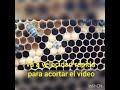 Como nacen las abejas