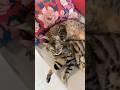 仲良し姉妹猫【ベンガル猫】