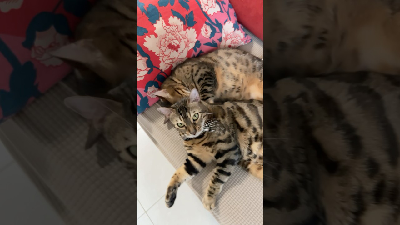 仲良し姉妹猫【ベンガル猫】