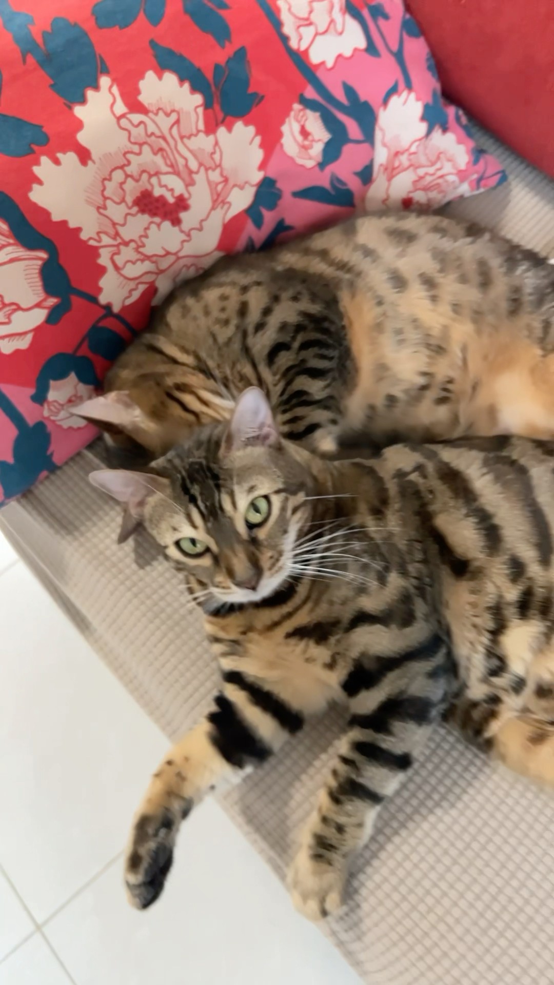 Bengal Rocket - YouTube