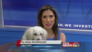 Adopt a Pet Poodle