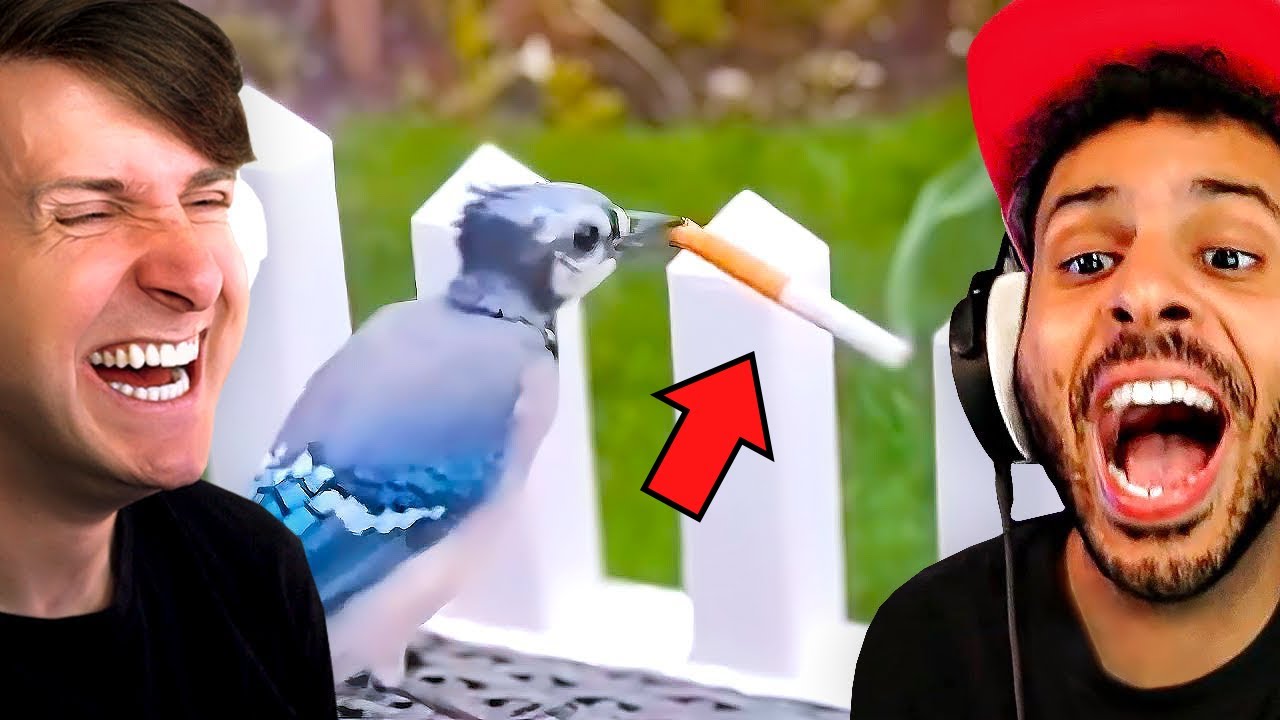 THESE MEMES HAD US DYING!