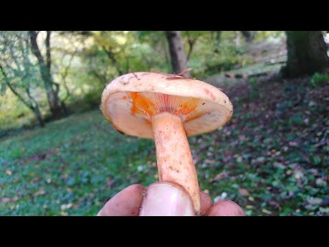 Rujnica, Lactarius deliciosus