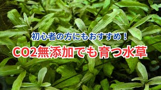 【丈夫な水草を探している方に！】CO2無添加でも育つ水草