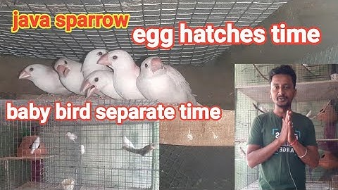 java bird breeding informations in hindi//for new java bird breedar ।।