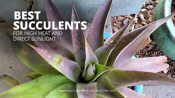 The perfect succulents for extreme heat and lots of sun - DayDayNews