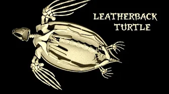 Inside Nature’s Giants – Leatherback Turtle