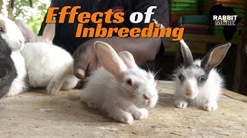 Effects of Inbreeding || Rabbit Farming Business