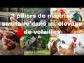 3 points essentiels pour assurer la sant des volailles poules pindates canards dindons