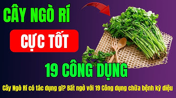 Cây Ngò Rí có tác dụng gì? Bất ngờ với 19 Công dụng chữa bệnh kỳ diệu của Cây Ngò Rí (rau mùi)