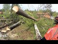 27 puuta nurin.Osa 3. Vaaratilanne, näin tyvet hyppää. 27x Tree Removal, Part 3. Dangerous Situation
