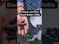 Harvesting the Rarest BLACK CHILI in My Kitchen Garden 🌶️✨ | So Satisfying | Home Garden #shortsfeed