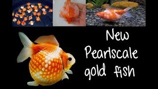 New Fish Pearlscale D Fish