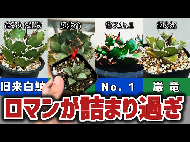 チタノタ初期設定】オテロイとの名前の違い、古株のルーツを探ってみた