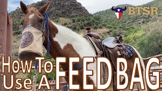 How To Use A Feedbag -BTSR Horseback Trek- Cavalcade