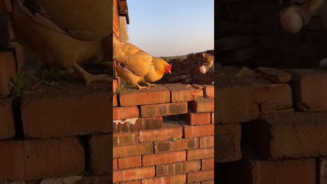 A real-life cat vs chicken video