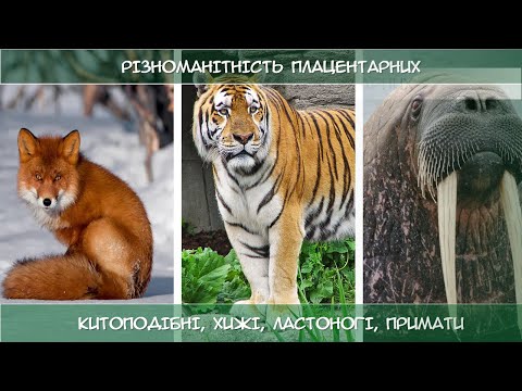 Різноманітність плацентарних ссавців: китоподібні, хижі, ластоногі, примати