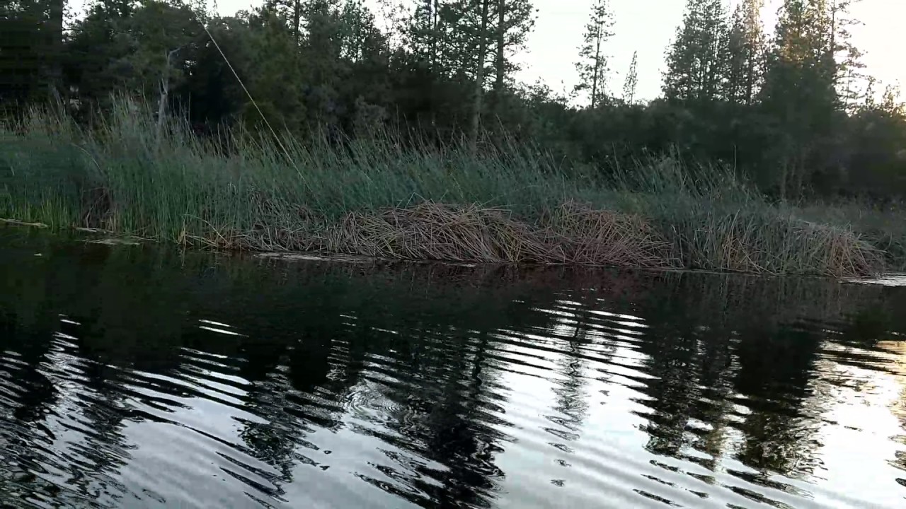 Uncle Tom catches the big one! Phoenix Lake, Sonora CA. 6.17.17 YouTube