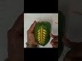 art#fruit#papaya#papaya leaf design carving#papaya leaf cutting skills garnish idea#papaya leaf art.