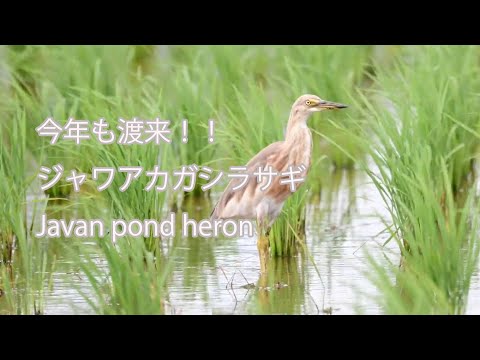 【今年も渡来！！】ジャワアカガシラサギ  Javan pond heron