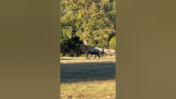 Wildebeest Feeding off Mother #shorts #nature