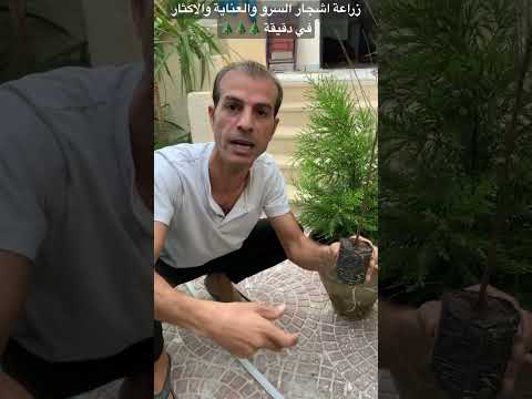 زراعة اشجار السرو بمختلف انواعها والعناية والاكثار زراعة